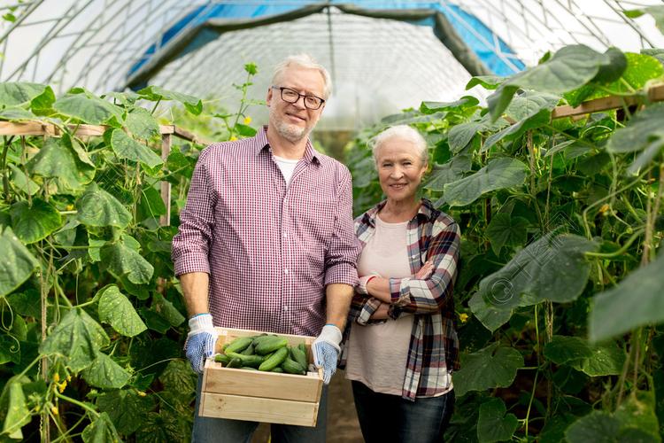 农业,园艺,农业,收获和人们观念-高级加上盒黄瓜在农场温室