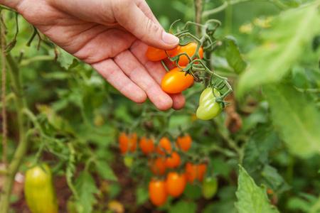 农产品生产园艺和农业概念.农场女工亲手采摘新鲜成熟的有机西红柿.